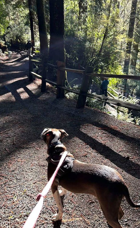 Harley, the dog, walks on a trail near Redwood National Parks